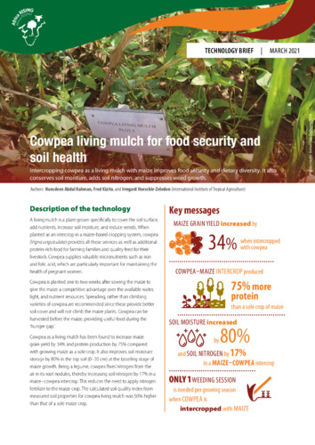 Cowpea Living Mulch For Food Security And Soil Health